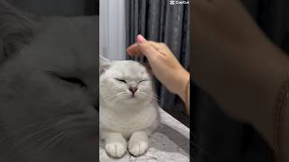 😻😻😻 #kittenmusic #catlover #musiccat #cute #catmusic #kitten #kittymusic #pets #electronicmuisc #cat