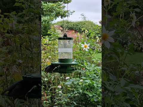 Should You Put Up a Wild Bird Feeder If Your Neighbors Have Cats?