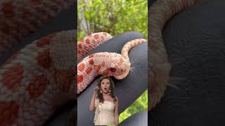 Western Hognose snakes come in so many patterns and colors  #hognosesnake #reptiles #snake #hognose