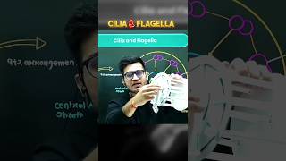 CILIA & FLAGELLA Explained 💯 #PW #Biology #Shorts