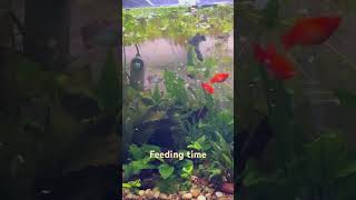 #aquarium #aquariumfish #aquascape #fishkeepinghobby #mollyfish #fishtank