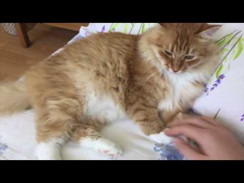Pusa playing with a pencil and finger!