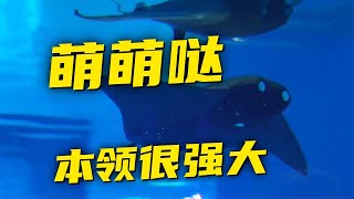 首次公开！直击西工大测试“秘密武器”！仿生“魔鬼鱼”现身南海 可潜伏海底实现“鱼群作战！20250116 | 军迷天下