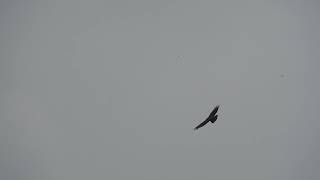 4K Crested Serpent Eagle #Yangmingshan 大冠鷲 陽明山溫泉度假村 菁山露營場 #陽明山 #陽明山國家公園 #NationalPark #科普作家 #潘彥宏