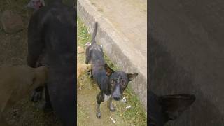 27 Feb 2024  #dogs #peace #ytshorts #love ❤️❤️