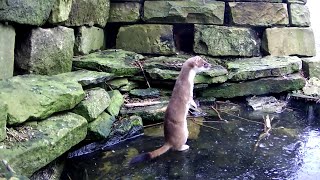 I Built a Pond for Stoats & They Loved It | Discover Wildlife | Robert E Fuller