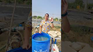 खेती में फिटकरी का कमाल 😲 Alum uses in agriculture #agriculture #youtube #shorts #alum #kheti #agri
