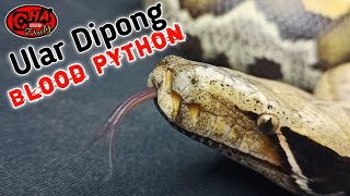 Dipong | Python Curtus | Blood Python | Sanca Darah
