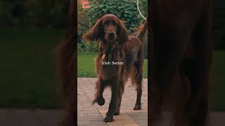 Irish Setter ⚜️ Old Money Style ⚜️