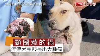 驚！流浪犬頸部長出大腫瘤 竟是頸圈惹的禍(台灣動物緊急救援小組提供)