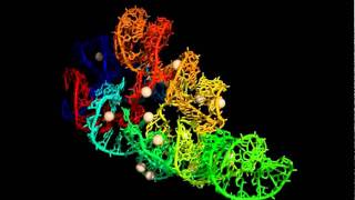 RNA World