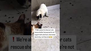 Suport please 🙏🥹🥹 #loveforvoiceless #rescueefforts #paymentlink #youtube #kitten #cat #pets