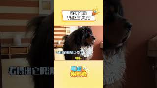 這真是亂了套了 #貓咪 #狗狗 #萌寵