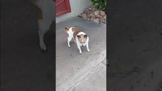 corn snake and dog different worlds #cornsnake #dogs #reptiles #snake #animals