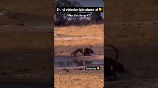 LION VS GOAT #animals #wildlife #nature #animals #animal #shorts #short #viralvideo #fyp #fy #video