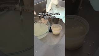 Making Mozzarella #shorts #diy #food #snack #cheese #homemade #experiment #mozzarella