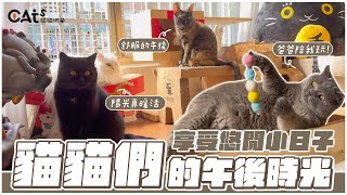 貓貓們悠閒的午後時光