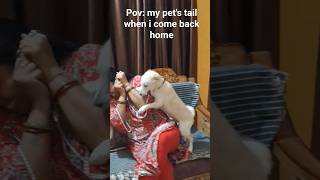 My pet's tail when I come back home..... #dogshorts #petlover #petdog