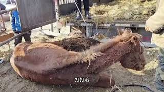 长途运输避免不了踩踏，这头驴太惨了，踩伤严重能不能活