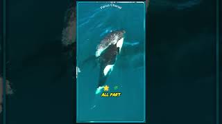“Wild Orca Hunt Caught on Camera! 🐋⚡” (hatched_break_free/tt) #wildlifeentertainment #worldwildlife