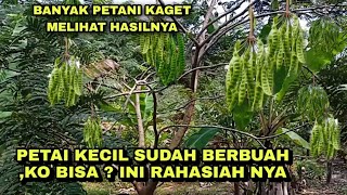 Trik jitu membuahkan pohon petai kecil,pendek agar cepat berbuah cukup dgn cairan ini