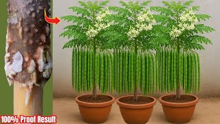Sojina Gache Kolom Kore Chara Toire New Tips || Easy way to grow drumstick tree