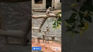 Most Amazing wood arts #shorts #shortsvideo #smarttips