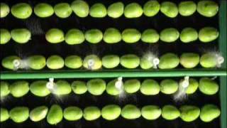 Mangoes n More and APEDA