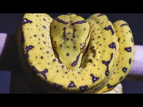 Another Green Tree Python !?