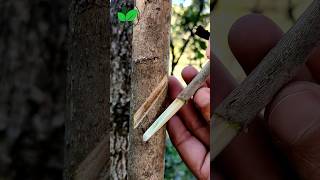 New grafting techniques Olive plant satisfying #relaxing #olivetree #budding #agriculture