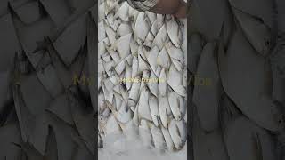 Fresh Pompret Fish At Malpe Dockyard | Export Quality Packing 😋 #myudupitravelvlog #malpe #udupi