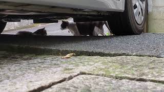 ぱんぱんが外猫お母さんと遭遇（前半）