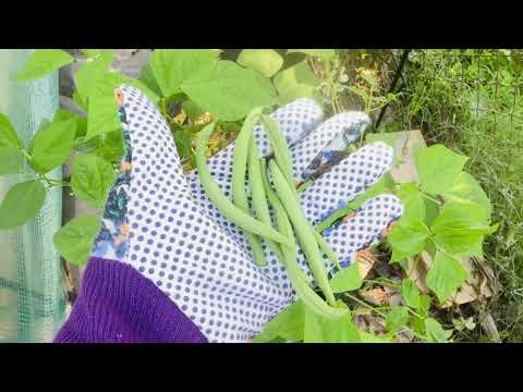 Gardening Journey | What is growing in my Garden | July Garden | Zone 7A