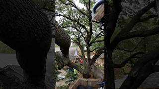 Prevent Tree Splitting with Professional Cable Support #arborist #arboriculture
