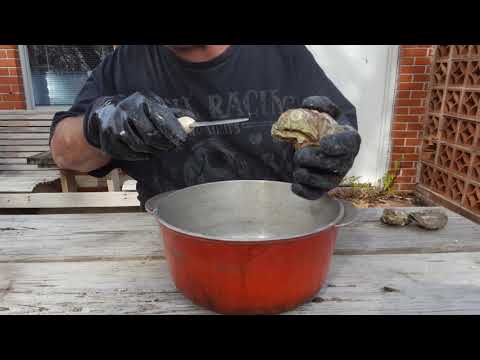 Oyster shucking