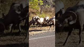 Which Ram is the biggest?