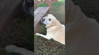 Birdie my #BFF awaits #lunch🤠❤️🐶 #dogs #yellowlab
