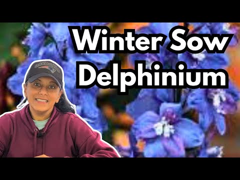 Grow Delphinium From Seed | Winter Sowing | Perennial Garden HACK