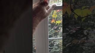Where’s the Bug? Curious Cat on the Hunt!#CuriousCat #BugHunter #CatAdventures #FunnyCat #CatLife