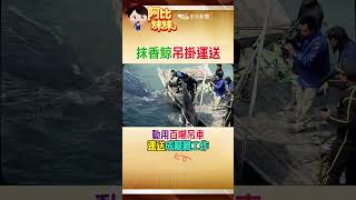 台灣鯨豚守護者！成大教授”王建平”自掏腰包救擱淺受傷鯨豚不遺餘力”學生感動”  #shorts #阿比妹妹 #台灣大搜索 @台灣大搜索CtiCSI
