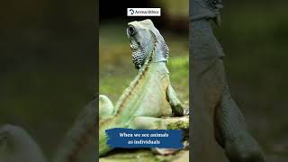 Animals as individuals