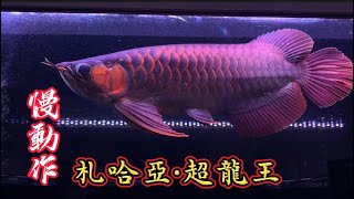 《札哈亞·超龍王》再庫的頂級紅龍   讓各位老闆 慢動作欣賞.