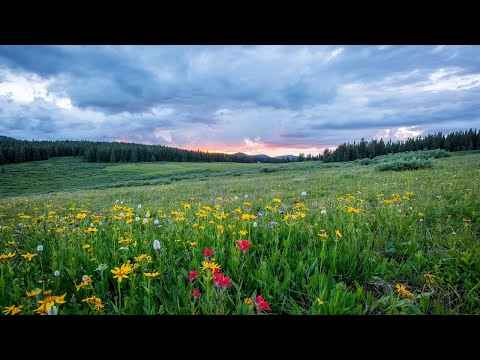 Spring │ Relaxing Ambient Music