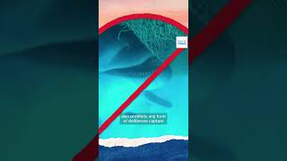 Why is there a temporary fishing ban in the Bay of Biscay? | Explainer - EP13