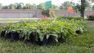 HVG Monthly Program 2021 11 Ypsi Night! "Tajalli's Garden"
