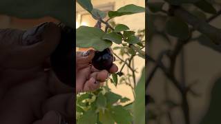 #trendingshorts#viralshort#trendingreels#trending#harvesting#terracegarden#day62#viral#trend#viral##