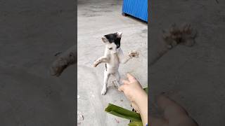 My kitten's funny moment with me2025/Funniest Cats Videos 2025/Cat's Funny Moment2025#shorts#2025