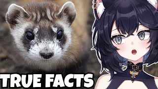 Vtuber Biologist REACTS to True Facts: Rise of the KITTEN SNAKE (Ze Frank Reaction)