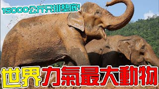 全世界力氣最大的10種動物！ 大象只能排第十名，第一名的能舉起82噸重物，卻被人類穩穩壓制！|#人类之最top #出类拔萃 #盘点 #top #top10 #動物