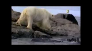 National Geographic Documentary - Polar Bear - Expedition and More! | HD